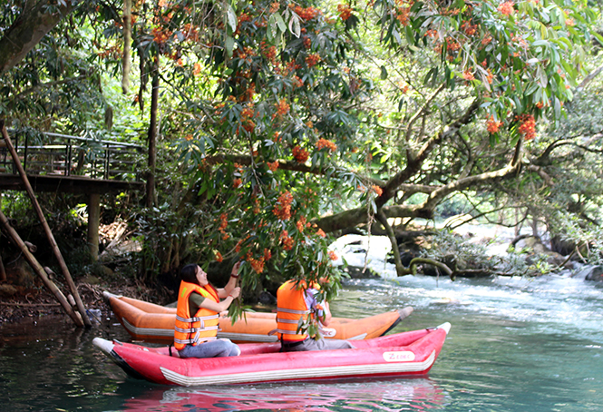 Hoa Vàng Anh soi bóng xuống dòng suối trong xanh.