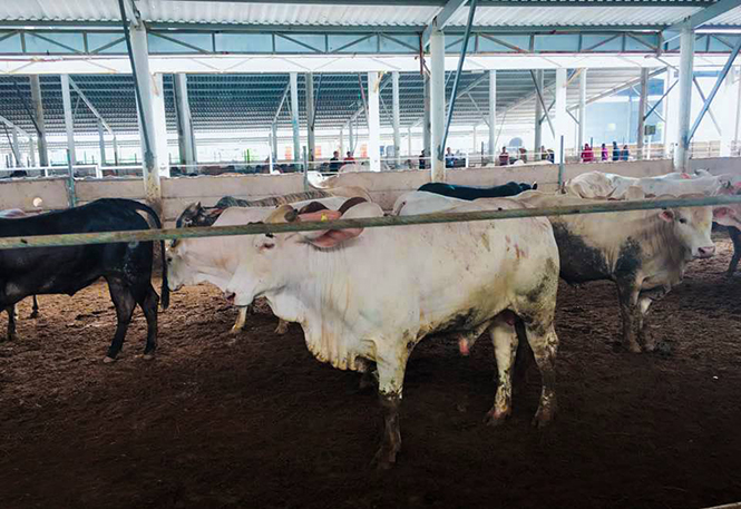 Số trâu bò đang được nuôi tại trang trại của Công ty TNHH Đoàn Kết Phú Quý.