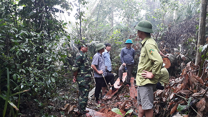Đồng chí Chủ tịch UBND huyện Minh Hóa Bùi Anh Tuấn (người cầm gậy) cùng đoàn kiểm tra liên ngành đang kiểm tra tại rừng phòng hộ Ka Vàng.