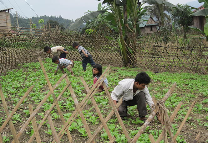 Nhờ tăng cường công tác tập huấn, chuyển giao kỹ thuật trồng trọt theo Nghị quyết 30a, đồng bào dân tộc các xã biên giới Minh Hóa biết cải tạo vườn tạp, trồng rau xanh.