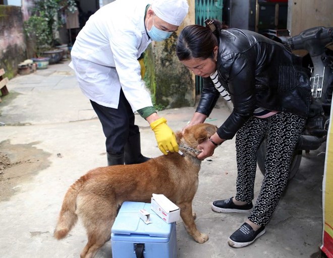  Nhân viên thú y tiêm phòng cho đàn vật nuôi quy mô hộ gia đình tại thành phố Thanh Hóa. (Ảnh: Vũ Sinh/TTXVN)