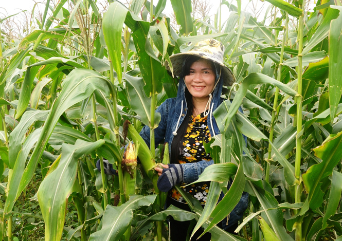 Mô hình trồng ngô nếp HN88 tại xã Hiền Ninh (Quảng Ninh) thực hiện theo cánh đồng lớn mang lại hiệu quả kinh tế cao.
