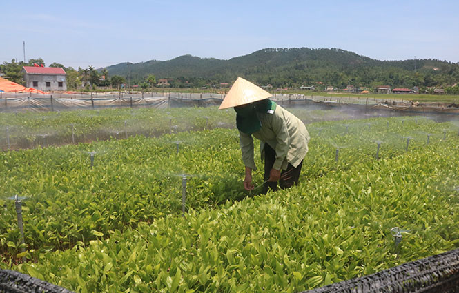 Mô hình ươm cây giống lâm nghiệp của Hợp tác xã Thanh Trường góp phần tạo việc làm ổn định cho hàng trăm lao động tại địa phương.