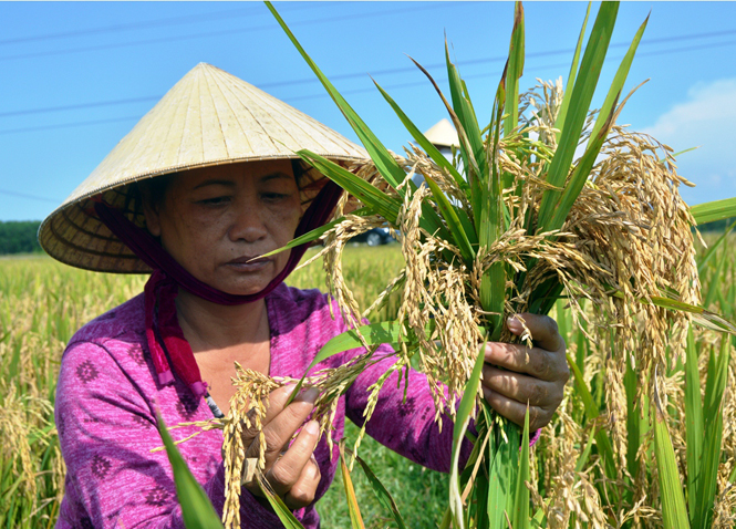 Bà Nguyễn Thị Duyên ở thôn Mỹ Hà, xã Mỹ Thủy (Lệ Thủy) xót xa vì lúa lép hạt.