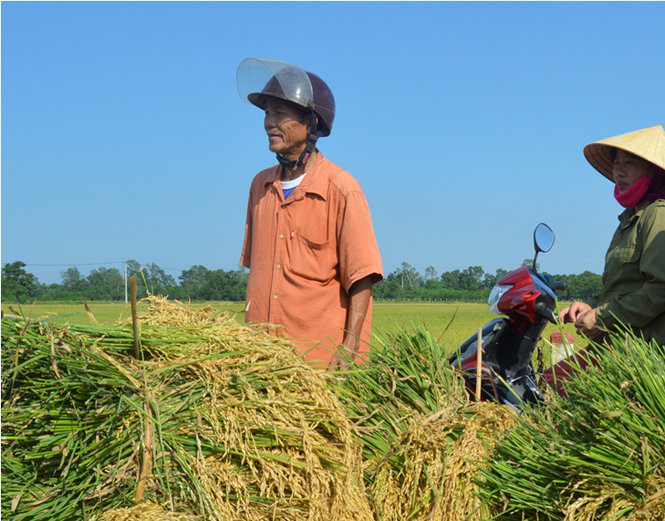  Những bó lúa của gia đình ông Nguyễn Văn Đanh ở thôn Thuận Trạch, xã Mỹ Thủy vừa gặt lên bờ nhưng nhẹ tênh vì hạt lép.