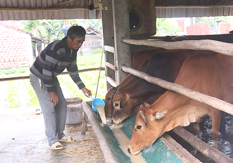 Quảng Trạch: Phòng, chống đói, rét cho đàn vật nuôi