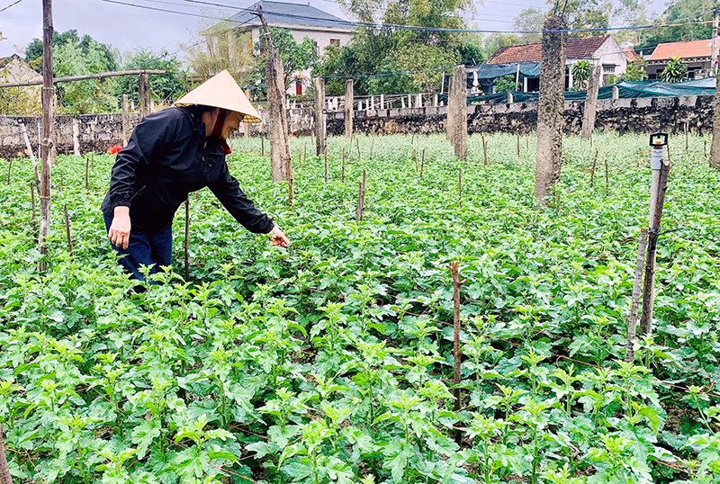 Quảng Ninh: Nông dân chăm sóc cây trồng phục vụ Tết
