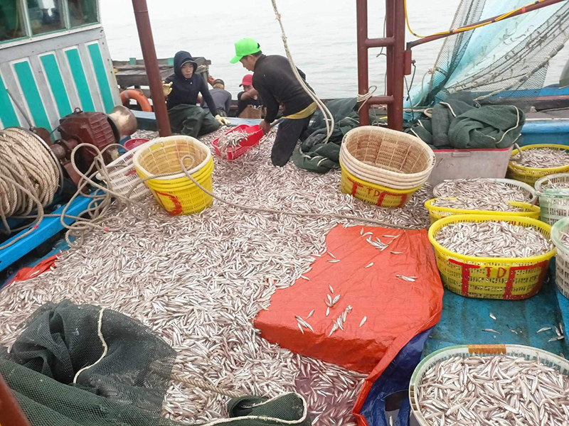 Quảng Trạch: Một tàu cá trúng đậm cá cơm trong những chuyến biển đầu năm