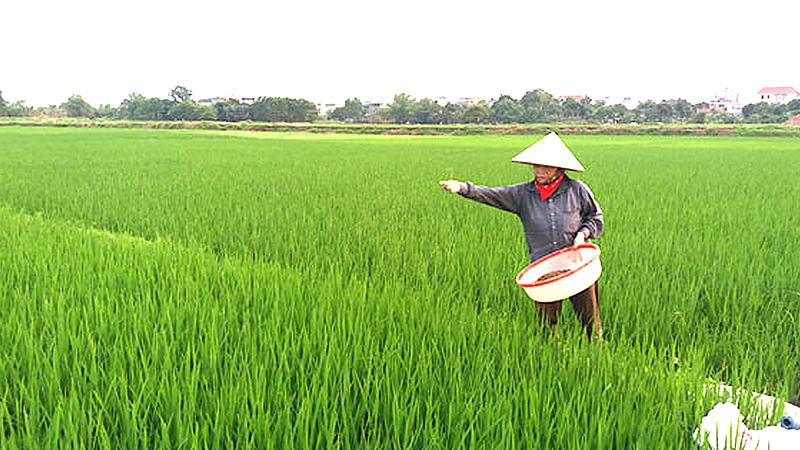 Hướng dẫn phòng trừ bệnh đạo ôn cổ bông hại lúa