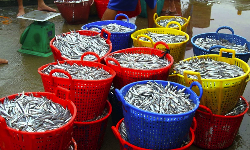 Ngư dân trúng đậm cá cơm, thu về cả trăm triệu đồng mỗi ngày