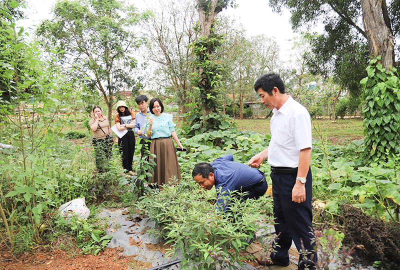 Xây dựng vườn cây dược liệu phục vụ dạy học