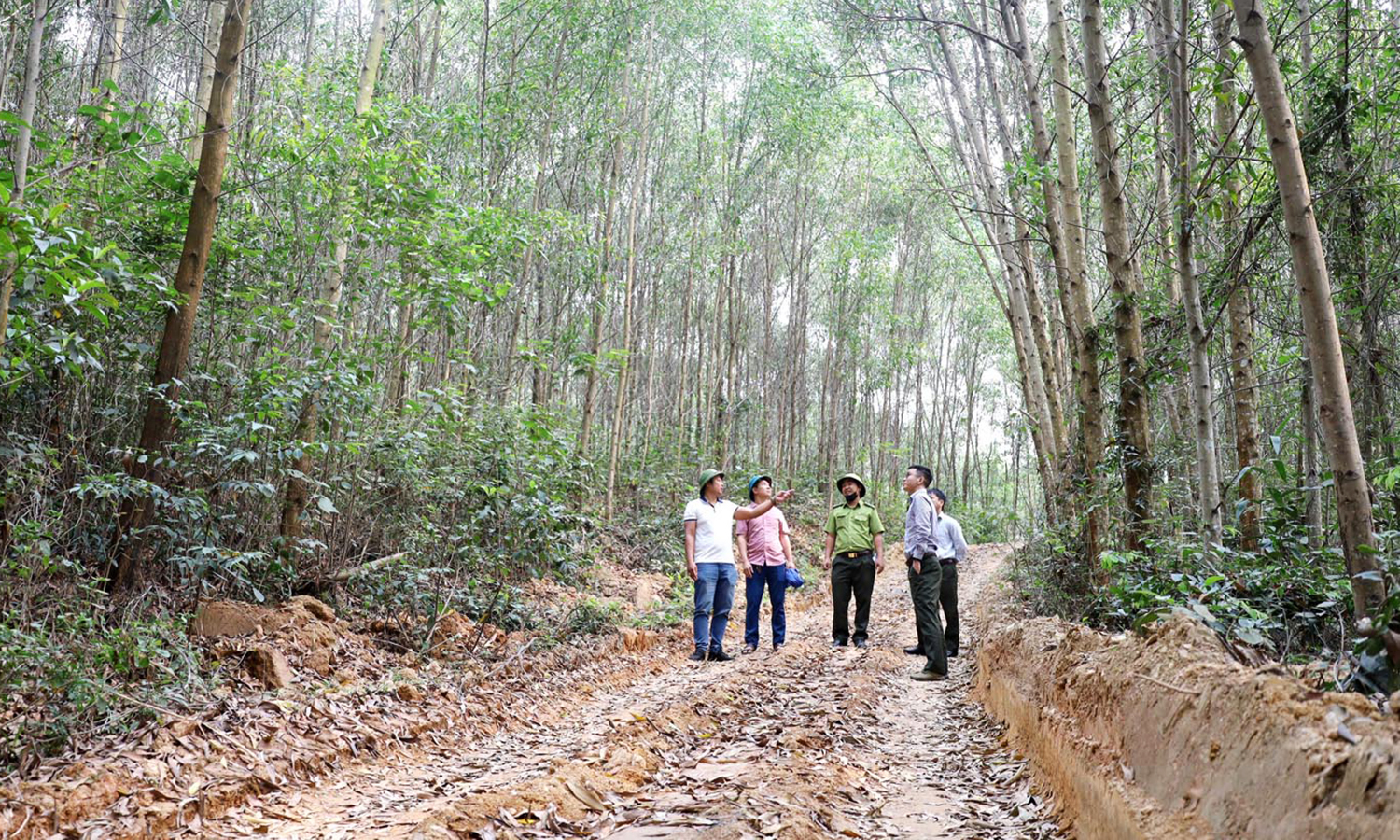 Quảng Ninh: Phát triển gần 1.000ha diện tích rừng gỗ lớn
