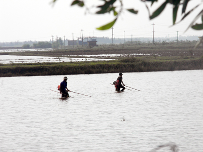 Dàn hàng ngang để đánh bắt thủy sản bằng xung điện ở  xã Liên Thủy, huyện Lệ Thủy.