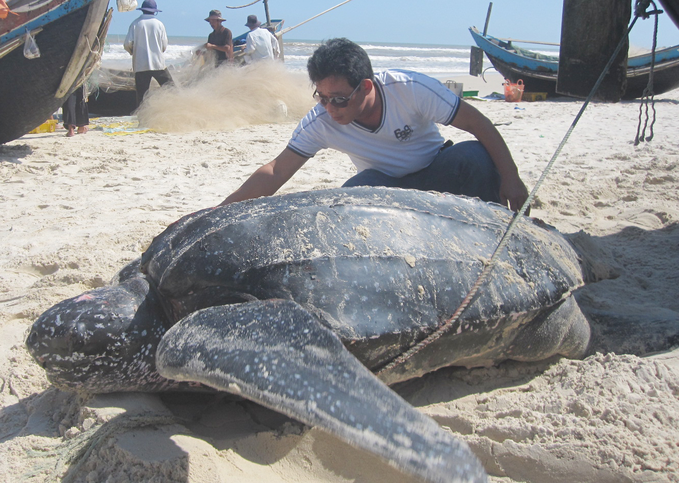 Con rùa nặng trên 300kg đang được ngư dân thả về với biển.