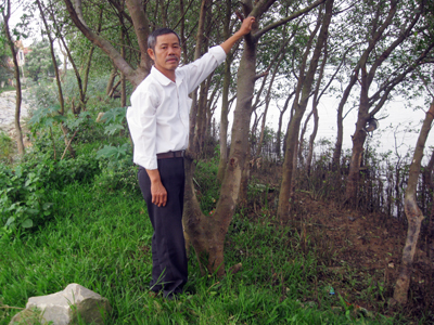 Rừng cây bần chống xói lở bên sông Kiến Giang của anh thương binh Phạm Văn Hành.