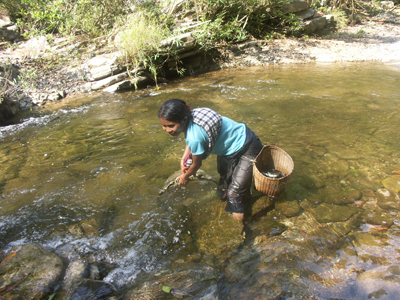 Bắt ốc đực ở khe Sòn, xã Trọng Hóa.