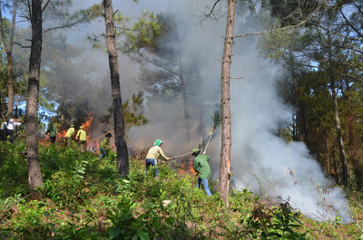 Cán bộ, nhân viên Công ty diễn tập phòng chống cháy rừng.