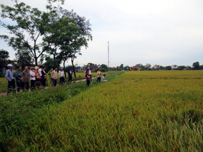 Thăm quan Mô hình “Sản xuất thử giống lúa mới chất lượng cao Bắc Thơm 7” tại HTX DVNN Phương Xuân (phường Bắc Nghĩa)