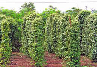 Giá trị kinh tế cây tiêu được cải thiện nhờ trụ cây cẩm lai.