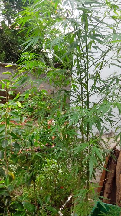 Cây cần sa trong vườn nhà chị Nguyễn Thị Hoài.
