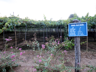 Những tấm bảng chỉ dẫn chi tiết như thế này được gắn ở nhiều khu vực trồng nho trong trang trại nho Ba Mọi.