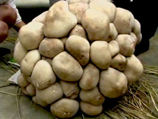 Cận cảnh nấm khổng lồ ở tỉnh Vân Nam - Ảnh chụp màn hình YouTube 