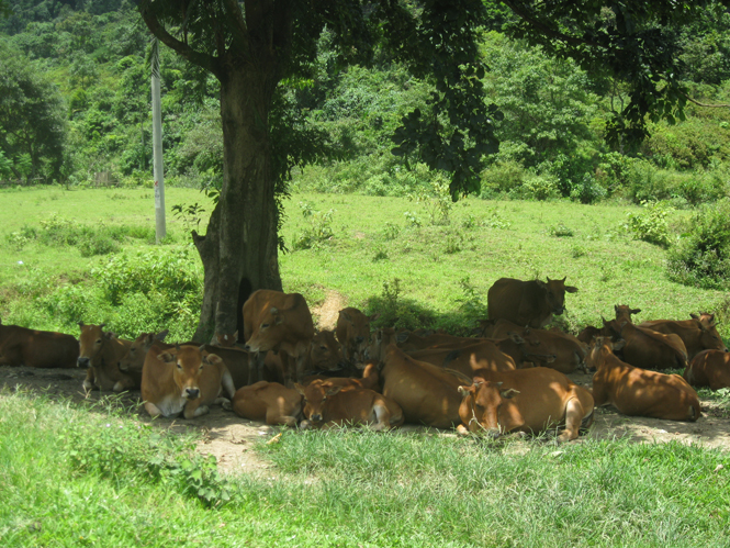 Đàn bò nhân đạo đã góp phần phát triển chăn nuôi trên địa bàn huyện Minh Hóa.