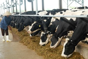 Khu vực chuồng nuôi bò sữa. (Ảnh: Mạnh Linh/TTXVN)