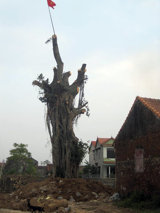 Cây đa cổ thụ đã được phục dựng xong.