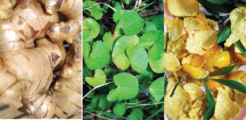 Gừng để nguyên vỏ, rau má, vỏ quýt dùng chế biến vị thuốc chữa ho - Ảnh: K.Vy