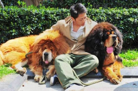 Chú chó Tibetan (trái) là chú chú đắt nhất hành tinh.