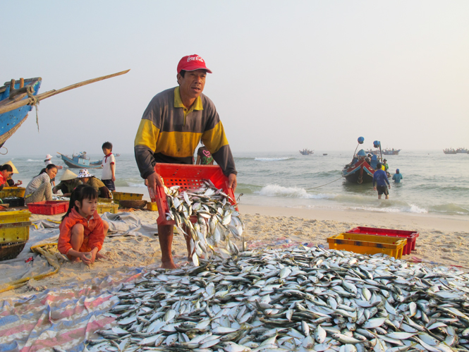 Ngư dân bãi ngang được mùa vụ cá Nam.