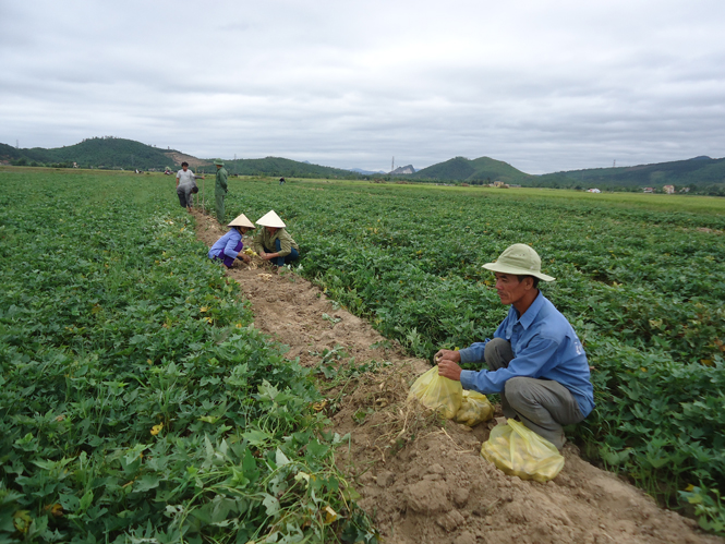 Thu hoạch khoai lang tại mô hình chuyển đổi đất lúa năng suất thấp sang trồng khoai lang đạt hiệu quả cao ở thôn Thu Thừ, xã An Ninh.