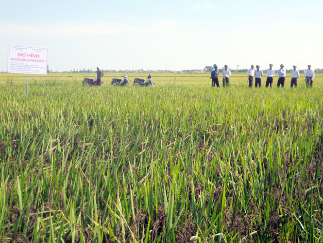 Mô hình lúa năng suất, chất lượng cao thảo dược Vĩnh Hòa 1 theo mô hình “Cánh đồng mẫu lớn” tại HTX Mỹ Lộc Hạ.
