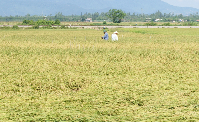 Nông dân xã Đại Trạch thu hoạch các diện tích bị đổ rạp do mưa