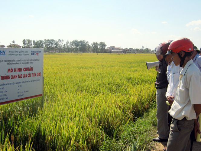 Mô hình sản xuất lúa theo phương thức canh tác cải tiến SRI tại Hợp tác xã Mỹ Lộc Thượng, xã An Thủy (Lệ Thủy) cho năng suất, chất lượng cao.