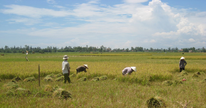 Bà con nông dân trên địa bàn TP Đồng Hới thu hoạch lúa đông xuân.