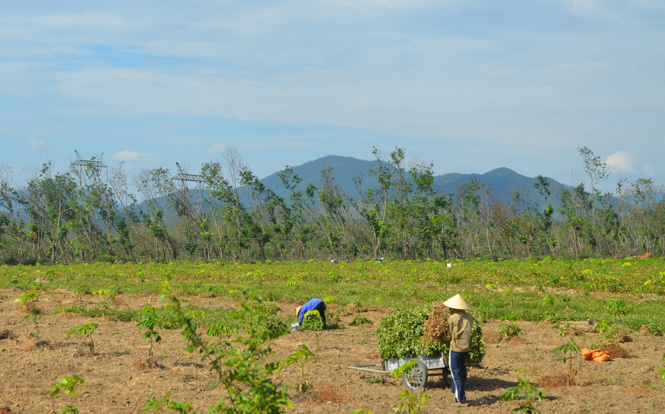Trồng lại vườn cây cao su sau bão.