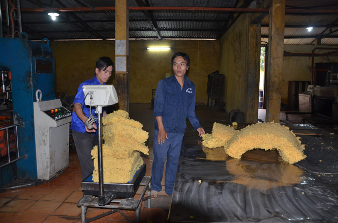 Chế biến cao su mủ khô.