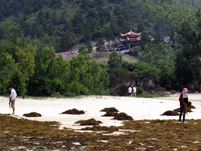 Người dân phơi rong biển trên bãi cát mịn, phía xa kia là linh mộ Đại tướng.