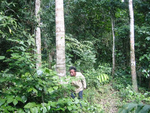 Ông Đinh Rầu chăm sóc rừng Phong Nha - Kẻ Bàng ở xã Tân Trạch - Ảnh: Trương Quang Nam