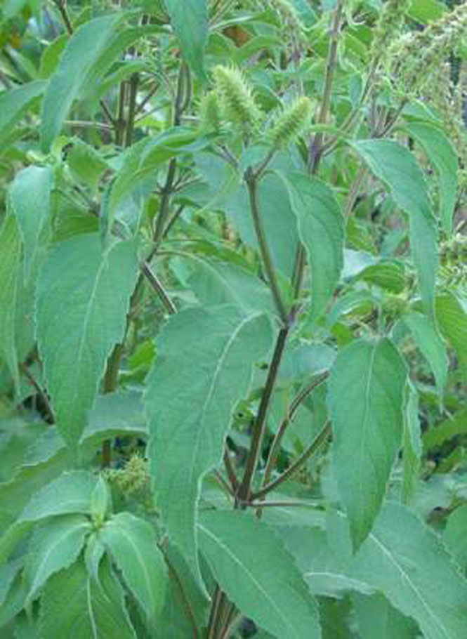 Hương nhu trắng.