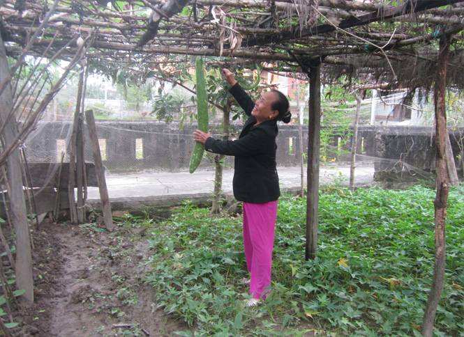 Dẫu tuổi đã cao nhưng ngày ngày bà Sen vẫn trồng rau, hái quả tăng thu nhập cho gia đình.