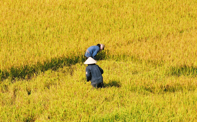 Mùa vàng của mẹ.           Ảnh: T.H