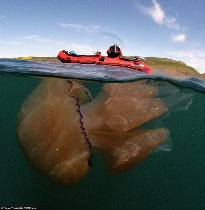 Những con sứa này dài có chiều dài tối đa lên tới 1,5m. (Nguồn: Daily Mail)