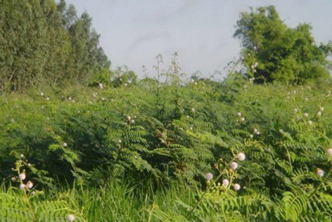 Cây mai dương phát triển nhanh ảnh hưởng lớn đến việc sử dụng đất.