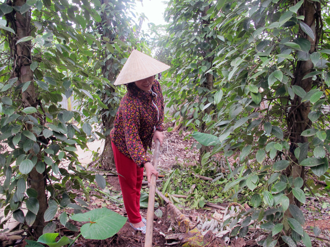 Cây hồ tiêu mang lại thu nhập cao cho người dân.