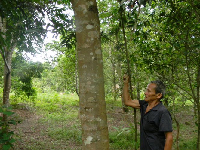 Khu vườn lim nằm sát Di tích lịch sử cấp Quốc gia- hang Lèn Hà (xã Thanh Hoá, huyện Tuyên Hoá) của cựu binh Đinh Xuân Niệm.