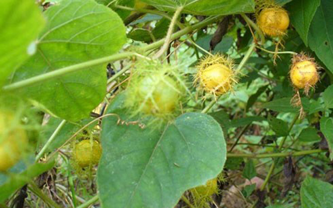 Lạc tiên có tên gọi khác là chùm bao, dây nhãn lồng, dây lưới, mắm nêm, dây bầu đường, mỏ pỉ, quánh mon (Tày), co hồng tiên (Thái) tây phiên liên.