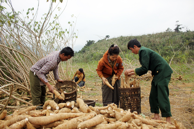 Giúp dân trồng sắn nguyên liệu.